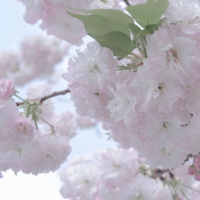 Furry二次元壁纸分享福瑞交流群